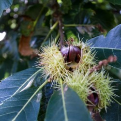 Chestnut What